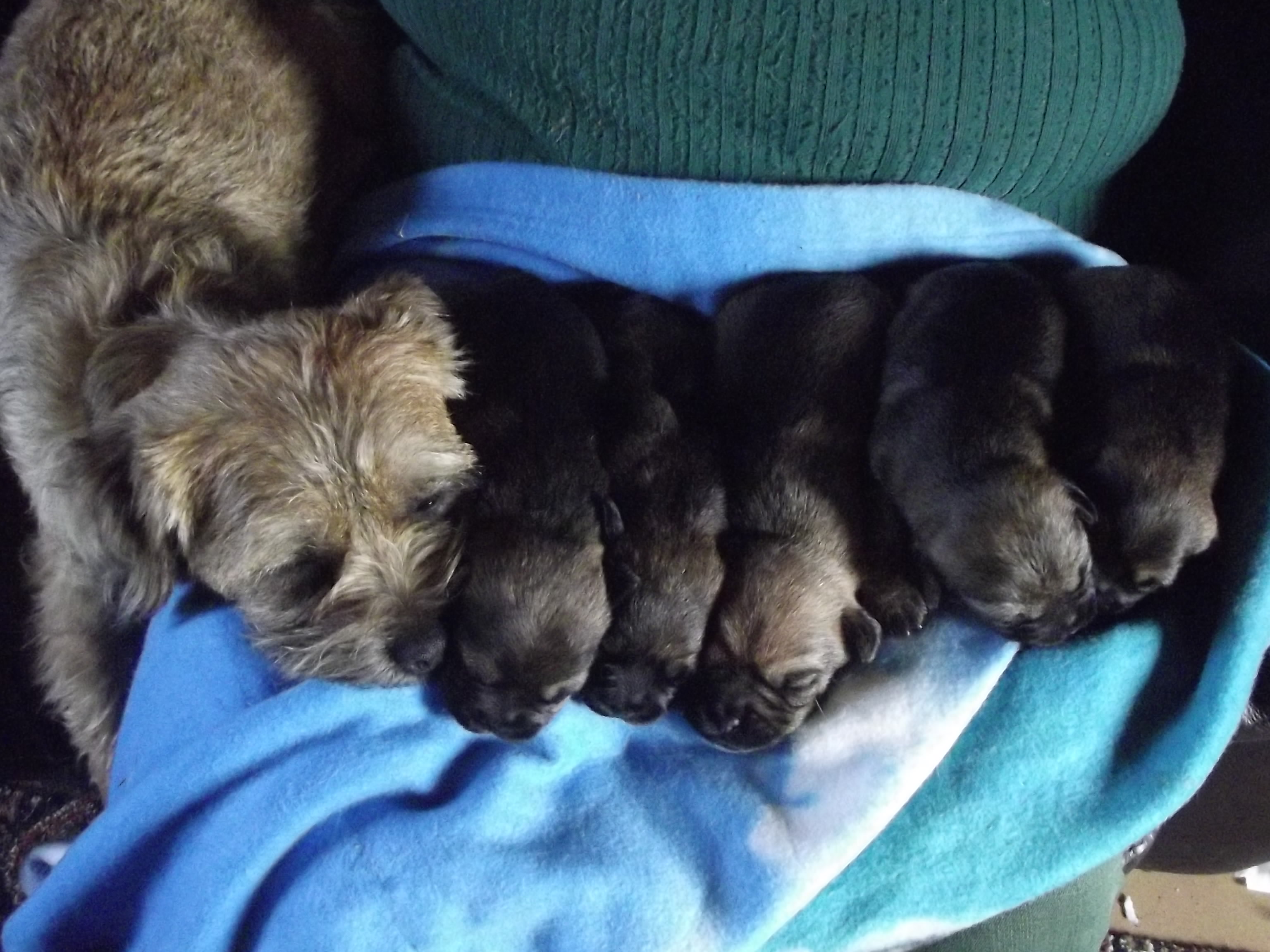 twigpups2wks2.JPG